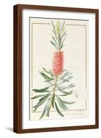 Metrosyderos Glauca, 1812-Pierre Joseph Redoute-Framed Giclee Print