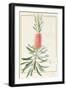 Metrosyderos Glauca, 1812-Pierre Joseph Redoute-Framed Giclee Print