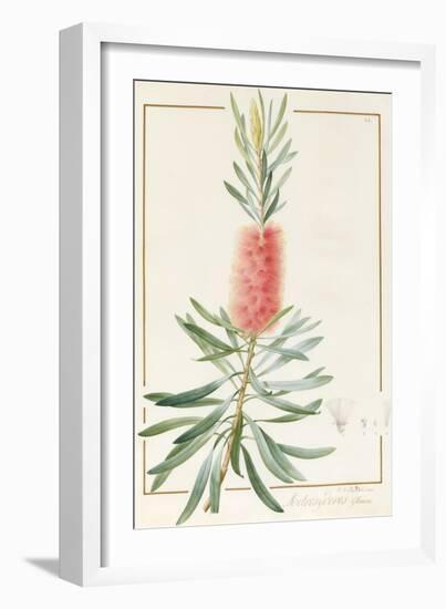 Metrosyderos Glauca, 1812-Pierre Joseph Redoute-Framed Giclee Print