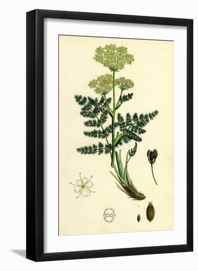 Meum Athamanticum Bald-Money-null-Framed Giclee Print