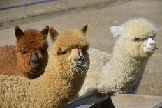 Alpaca close up Granby Zoo Quebec Canada-meunierd-Photographic Print