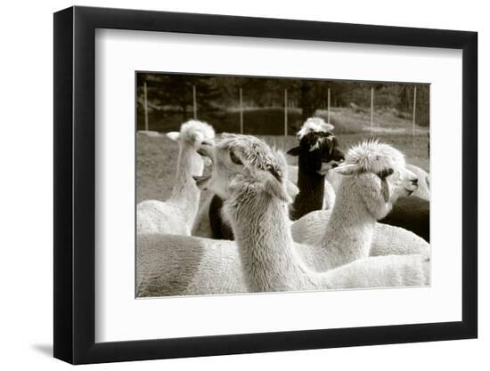 Premium Photographic Print, , large