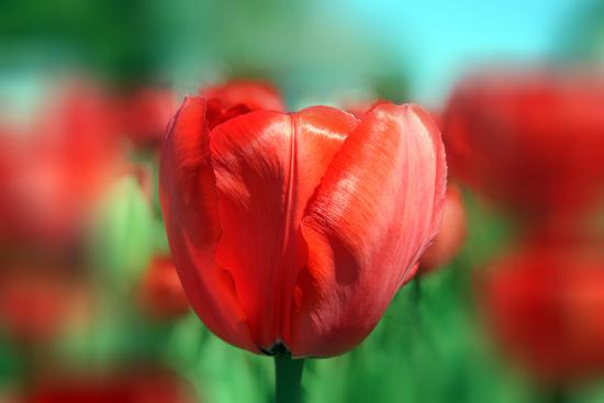 Premium Photographic Print, , large