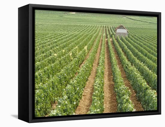 Meursault Genevrieres Premier Cru Vineyard, Cote De Beaune, France, Europe-Michael Short-Framed Stretched Canvas