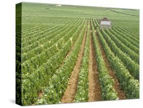 Meursault Genevrieres Premier Cru Vineyard, Cote De Beaune, France, Europe-Michael Short-Stretched Canvas