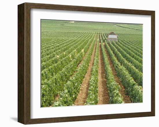 Meursault Genevrieres Premier Cru Vineyard, Cote De Beaune, France, Europe-Michael Short-Framed Photographic Print