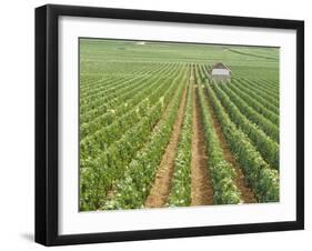 Meursault Genevrieres Premier Cru Vineyard, Cote De Beaune, France, Europe-Michael Short-Framed Photographic Print