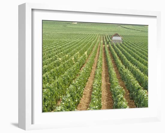 Meursault Genevrieres Premier Cru Vineyard, Cote De Beaune, France, Europe-Michael Short-Framed Photographic Print