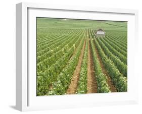 Meursault Genevrieres Premier Cru Vineyard, Cote De Beaune, France, Europe-Michael Short-Framed Photographic Print