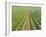 Meursault Genevrieres Premier Cru Vineyard, Cote De Beaune, France, Europe-Michael Short-Framed Photographic Print