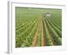 Meursault Genevrieres Premier Cru Vineyard, Cote De Beaune, France, Europe-Michael Short-Framed Photographic Print