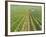 Meursault Genevrieres Premier Cru Vineyard, Cote De Beaune, France, Europe-Michael Short-Framed Photographic Print