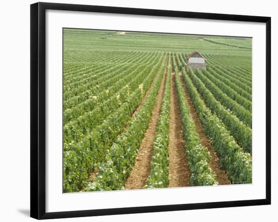 Meursault Genevrieres Premier Cru Vineyard, Cote De Beaune, France, Europe-Michael Short-Framed Photographic Print