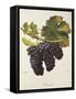 Mevoeira Grape-A. Kreyder-Framed Stretched Canvas