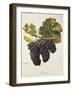 Mevoeira Grape-A. Kreyder-Framed Giclee Print