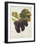 Mevoeira Grape-A. Kreyder-Framed Giclee Print