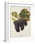 Mevoeira Grape-A. Kreyder-Framed Giclee Print