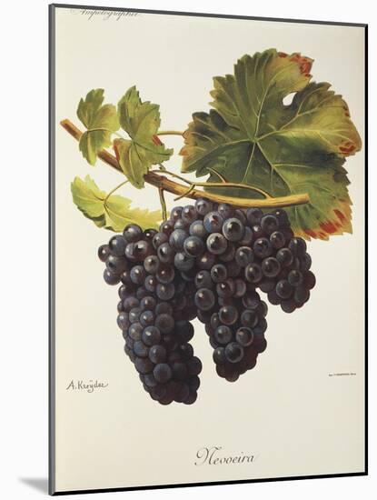 Mevoeira Grape-A. Kreyder-Mounted Giclee Print