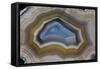 Mexican Banded Agate Quartzsite, Arizona-Darrell Gulin-Framed Stretched Canvas