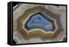 Mexican Banded Agate Quartzsite, Arizona-Darrell Gulin-Framed Stretched Canvas