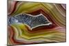 Mexican Banded Agate Quartzsite, Arizona-Darrell Gulin-Mounted Photographic Print