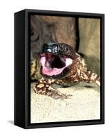 Mexican Beaded Lizard, Native to Pacific Coastal Mexico-David Northcott-Framed Stretched Canvas