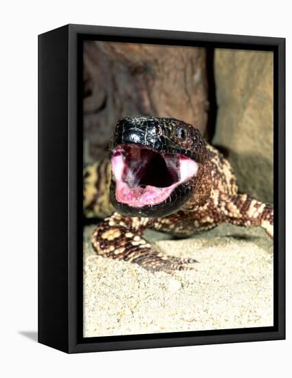 Mexican Beaded Lizard, Native to Pacific Coastal Mexico-David Northcott-Framed Stretched Canvas