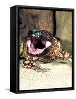 Mexican Beaded Lizard, Native to Pacific Coastal Mexico-David Northcott-Framed Stretched Canvas