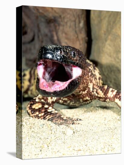 Mexican Beaded Lizard, Native to Pacific Coastal Mexico-David Northcott-Stretched Canvas