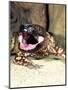 Mexican Beaded Lizard, Native to Pacific Coastal Mexico-David Northcott-Mounted Photographic Print
