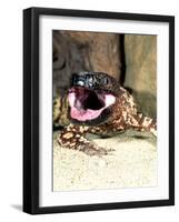 Mexican Beaded Lizard, Native to Pacific Coastal Mexico-David Northcott-Framed Photographic Print