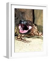 Mexican Beaded Lizard, Native to Pacific Coastal Mexico-David Northcott-Framed Photographic Print
