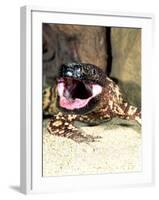 Mexican Beaded Lizard, Native to Pacific Coastal Mexico-David Northcott-Framed Photographic Print