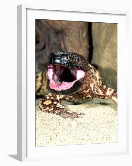 Mexican Beaded Lizard, Native to Pacific Coastal Mexico-David Northcott-Framed Photographic Print