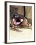 Mexican Beaded Lizard, Native to Pacific Coastal Mexico-David Northcott-Framed Photographic Print