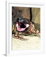 Mexican Beaded Lizard, Native to Pacific Coastal Mexico-David Northcott-Framed Photographic Print