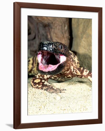 Mexican Beaded Lizard, Native to Pacific Coastal Mexico-David Northcott-Framed Photographic Print