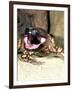 Mexican Beaded Lizard, Native to Pacific Coastal Mexico-David Northcott-Framed Photographic Print