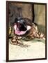 Mexican Beaded Lizard, Native to Pacific Coastal Mexico-David Northcott-Framed Photographic Print