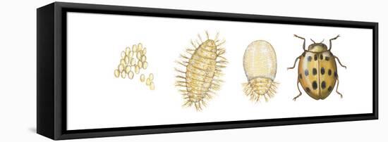 Mexican Bean Beetle Metamorphosis (Epilachna Varivestis), Insects-Encyclopaedia Britannica-Framed Stretched Canvas