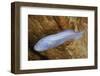 Mexican Blind Brotula (Typhliasina Pearsei) a Blind Cave Fish-Claudio Contreras-Framed Photographic Print