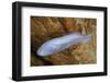 Mexican Blind Brotula (Typhliasina Pearsei) a Blind Cave Fish-Claudio Contreras-Framed Photographic Print