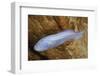 Mexican Blind Brotula (Typhliasina Pearsei) a Blind Cave Fish-Claudio Contreras-Framed Photographic Print