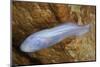 Mexican Blind Brotula (Typhliasina Pearsei) a Blind Cave Fish-Claudio Contreras-Mounted Photographic Print