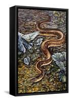 Mexican Burrowing Python (Loxocemus Bicolour), Loxocemidae-null-Framed Stretched Canvas