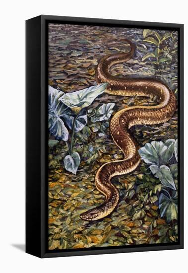 Mexican Burrowing Python (Loxocemus Bicolour), Loxocemidae-null-Framed Stretched Canvas