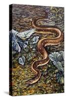 Mexican Burrowing Python (Loxocemus Bicolour), Loxocemidae-null-Stretched Canvas