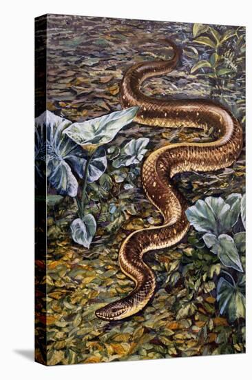 Mexican Burrowing Python (Loxocemus Bicolour), Loxocemidae-null-Stretched Canvas