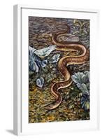 Mexican Burrowing Python (Loxocemus Bicolour), Loxocemidae-null-Framed Giclee Print