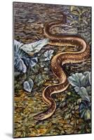 Mexican Burrowing Python (Loxocemus Bicolour), Loxocemidae-null-Mounted Giclee Print